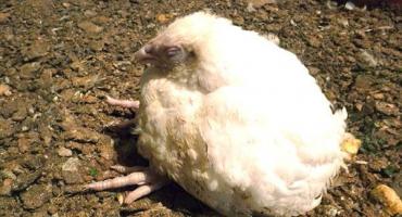 Jak a jak léčit průjem u brojlerových kuřat?